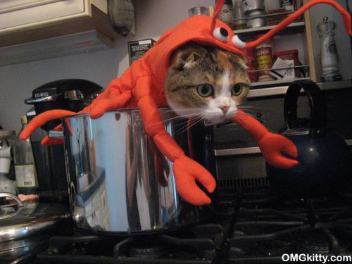 lobstercat